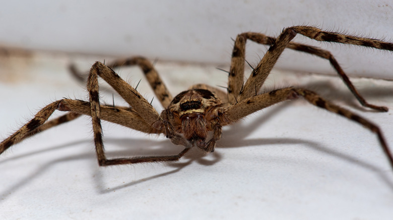 Wolf spider up close