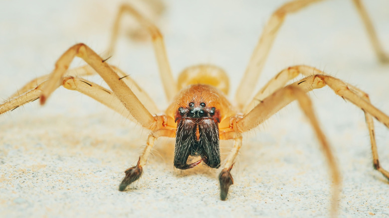 Yellow sac spider up close