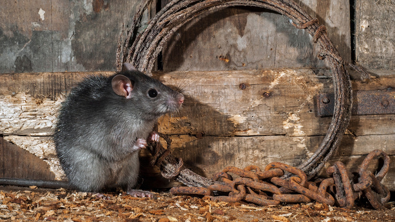 A rat on the floor of a shed