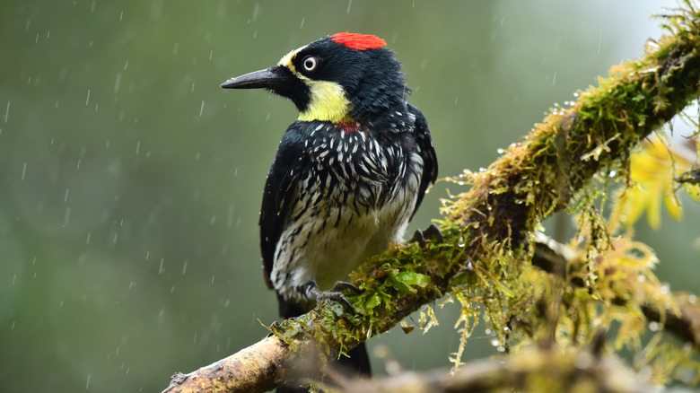 Close up of Acorn woodpecker