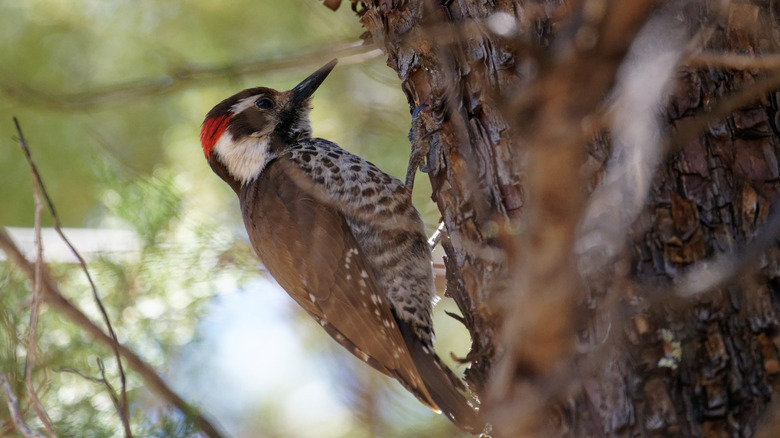 Close up of Arizona woodpecker
