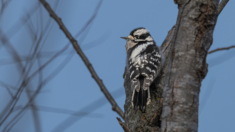 Close up of Downy woodpecker