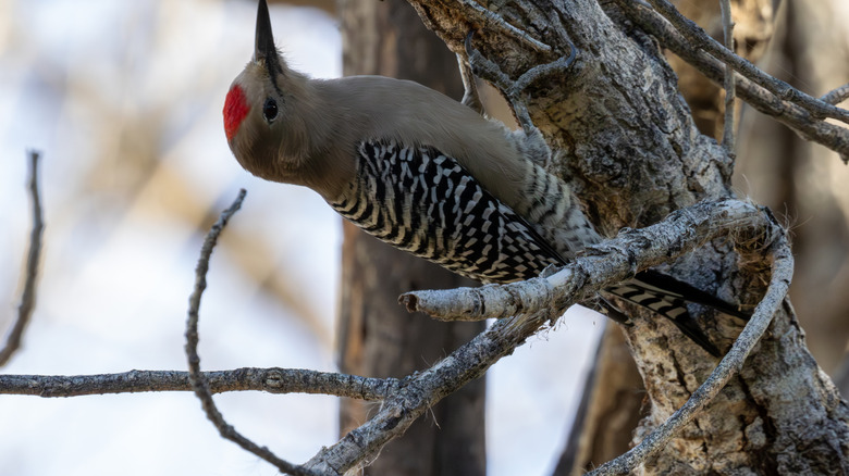 Close up of Gila woodpecker