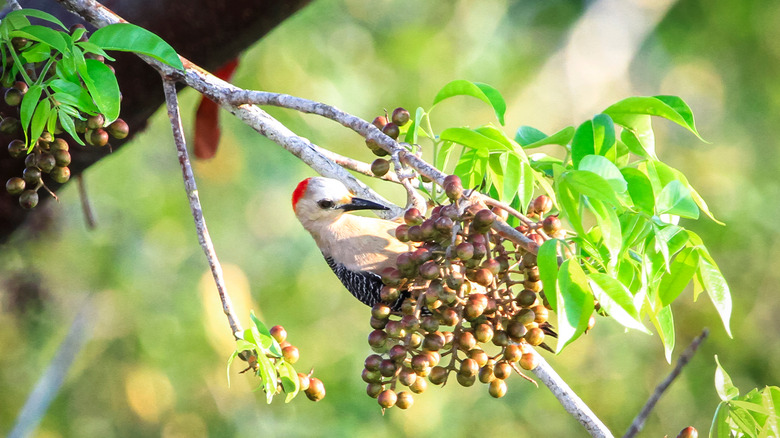 Close up of Golden-fronted woodpecker