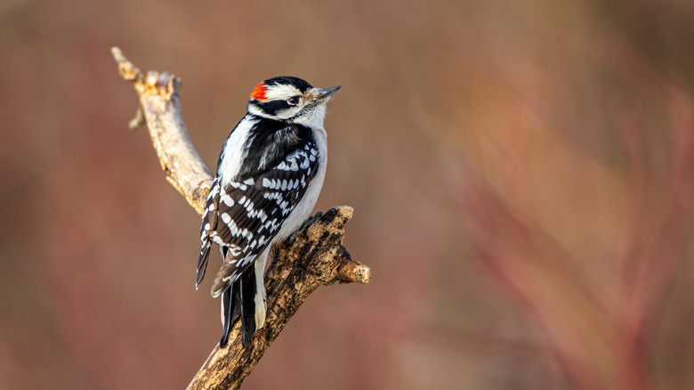 Close up of Hairy woodpecker