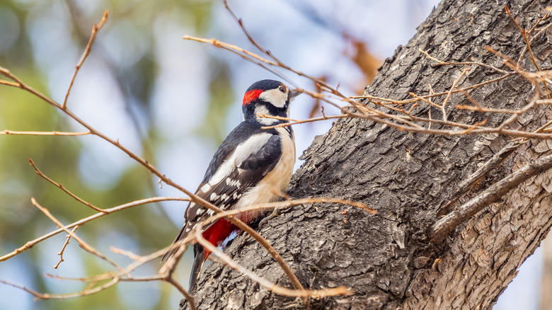 Close up of woodpecker sitting on tree branch