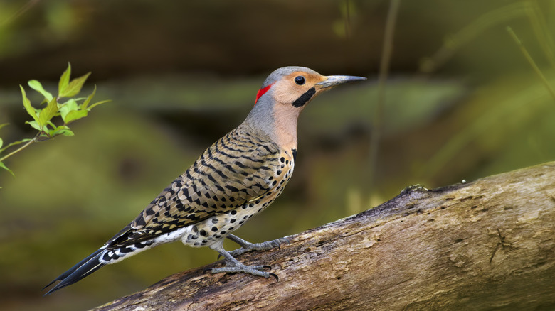 Close up of Northern Flicker woodpecker