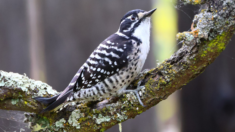 Close up of Nuttall's woodpecker