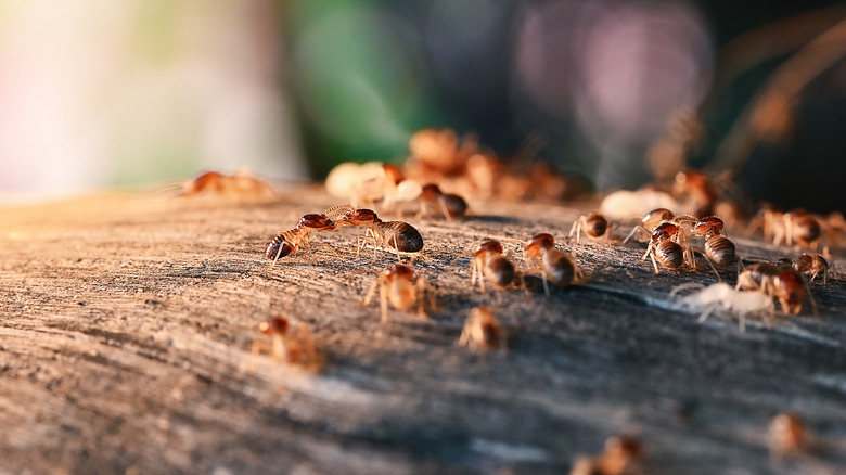 close ups of termites