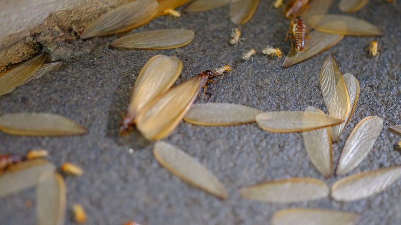sciame di termiti