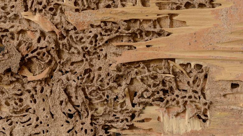  termite tunnels