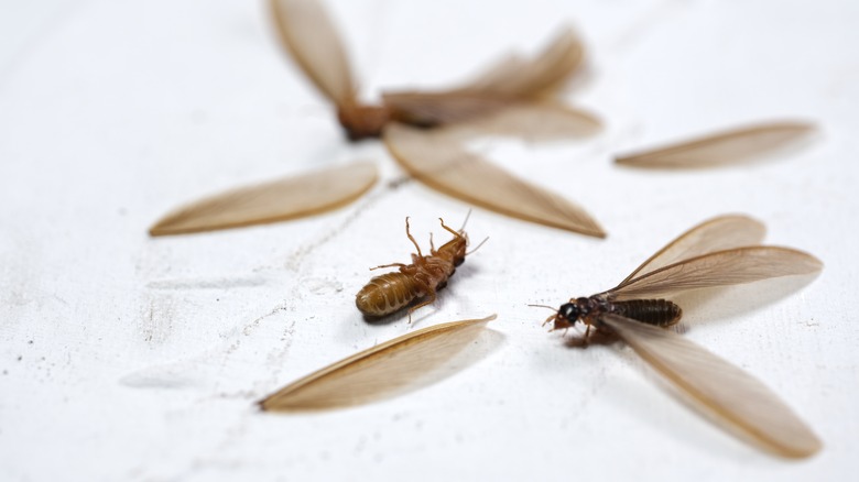 termites and broken wings