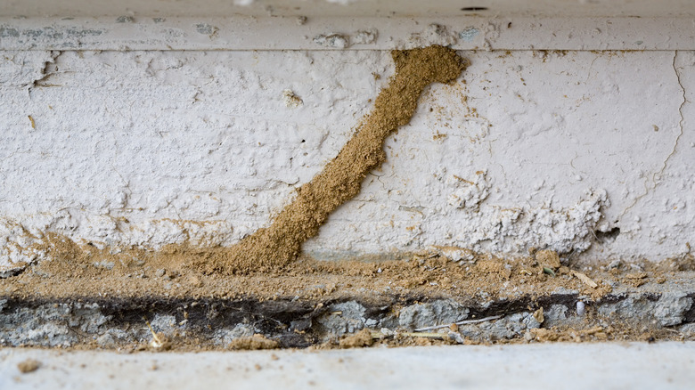 termite mud tube on house