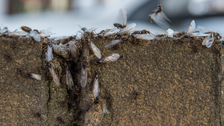 formiche volanti che strisciano fuori dalla terra