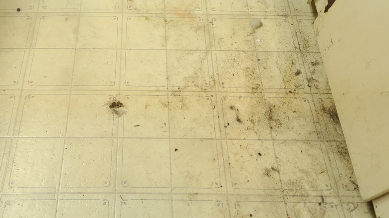 Moldy vinyl floor