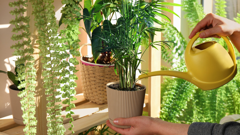 watering house plants