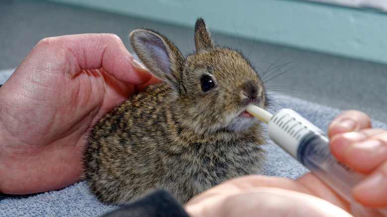 baby rabbit in care of wildlife rehabilitator