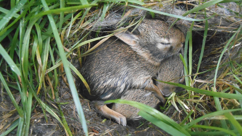 baby rabbits in rabbit nest