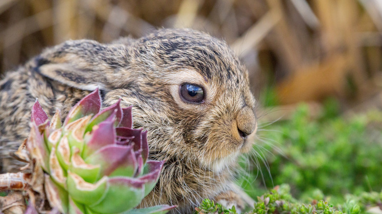 baby rabbit leaving the nest