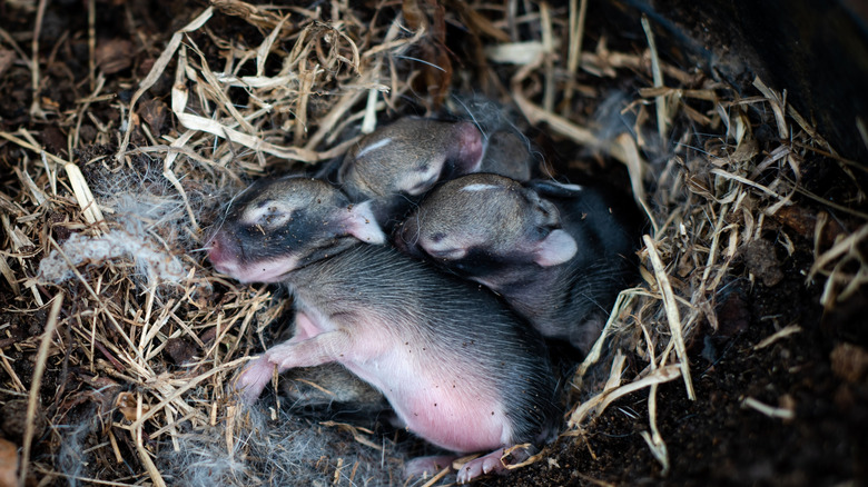 baby rabbits in nest at night