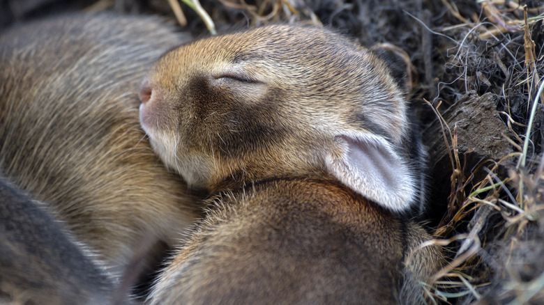 Close up of a cottontail rabbit kit sleeping in the nest