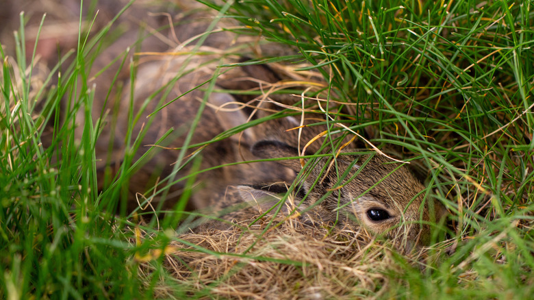 baby rabbits in a nest in the grass