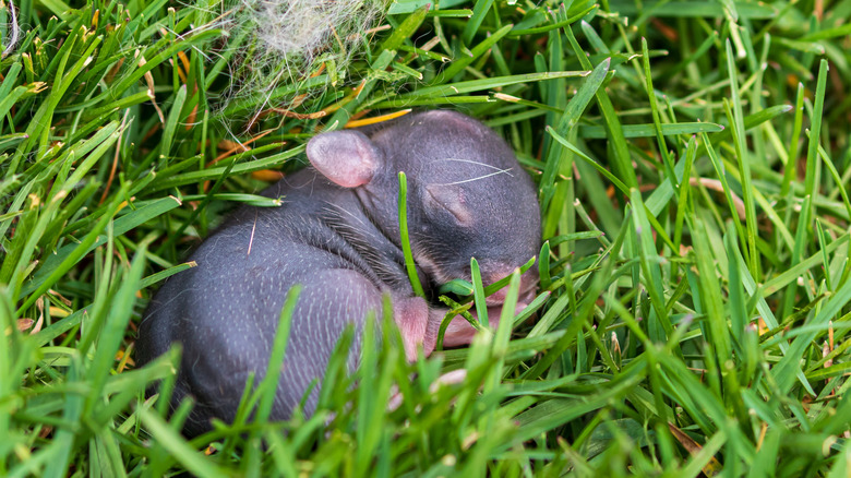rabbit kit alone in the garden