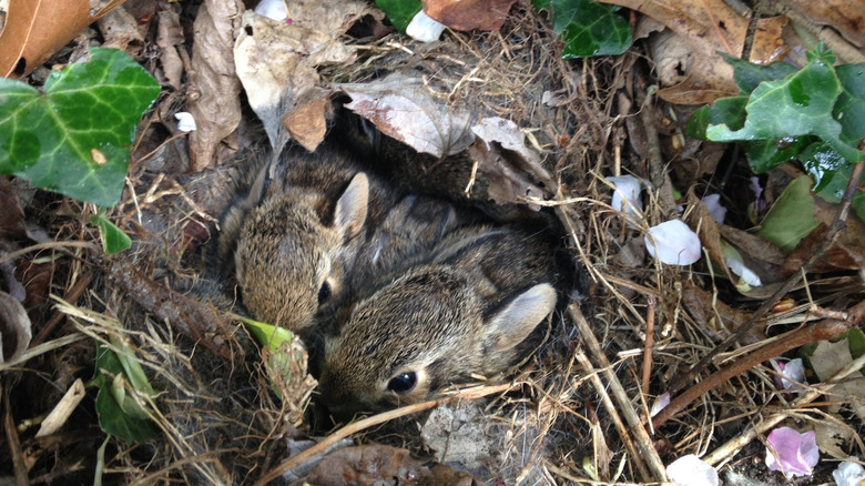 two small rabbit kits in a nest