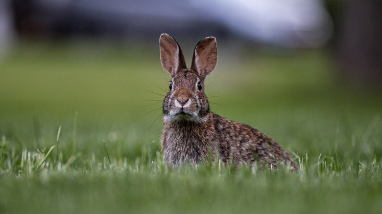 rabbit at dusk in the garden