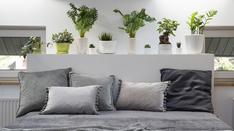 Plants above a bed
