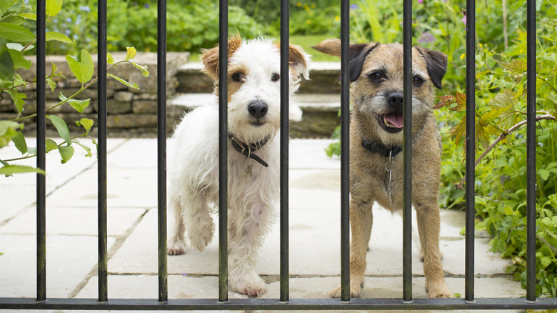 Two dogs behind a gate
