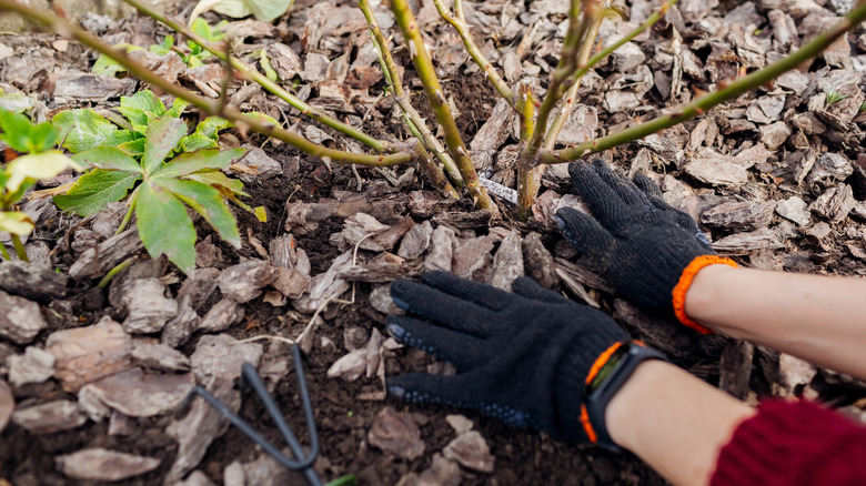 Person placing mulch around the base of a plant