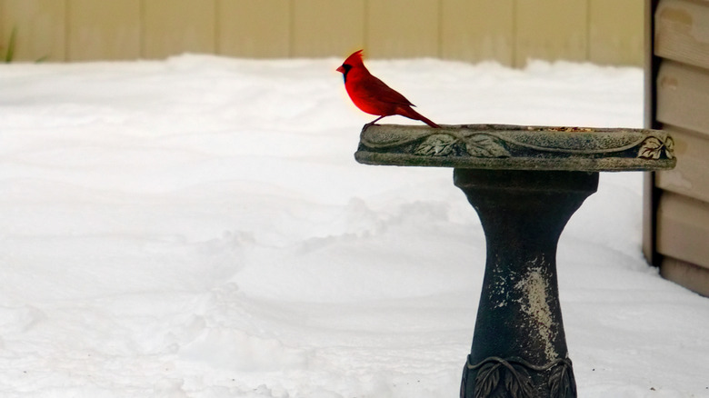 A cardinal sitting on the edge of a bird bath in the winter
