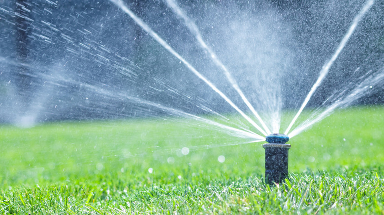 Sprinkler spurting water in home irrigation system