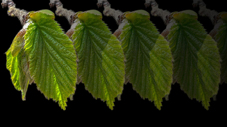 Black walnut leaves on a branch