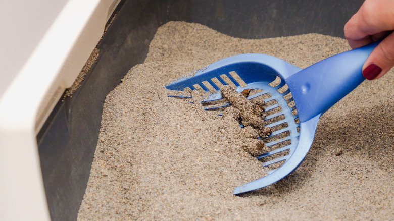 Scooping cat waste from a litter tray