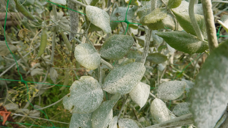 Powdery mildew on a plant