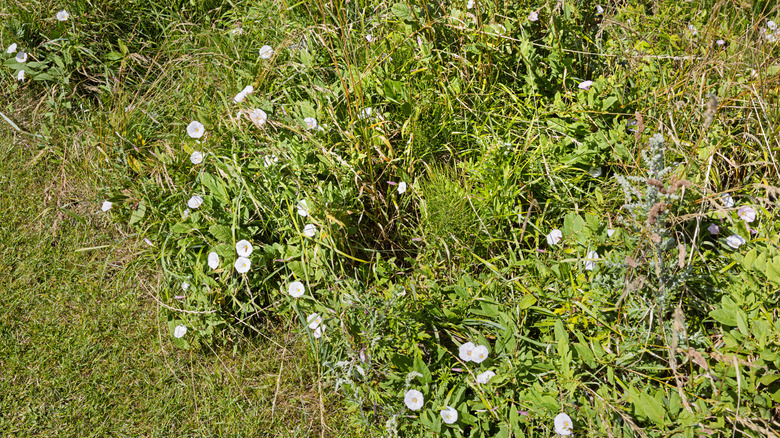 Bindweed in the garden