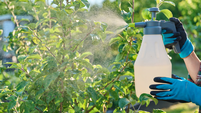 Spraying pesticides at a plant
