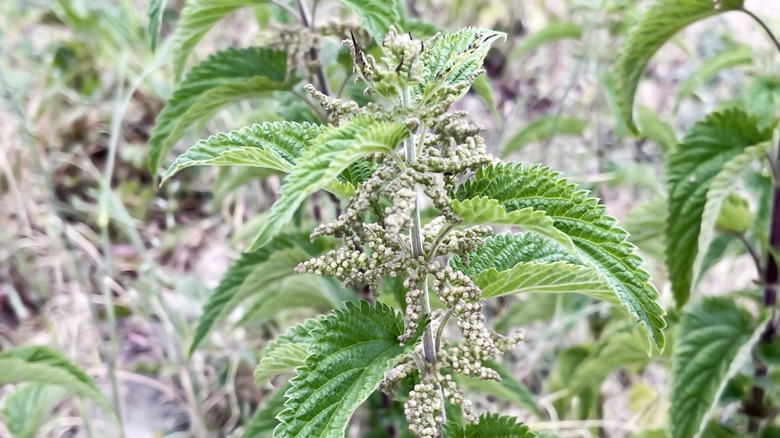 Nettles gone to seed