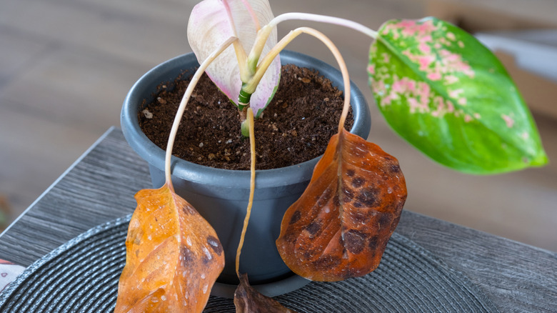 Sick and dying potted Aglaonema plant