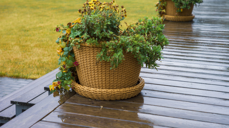 Potted flowers on a wet wooden deck