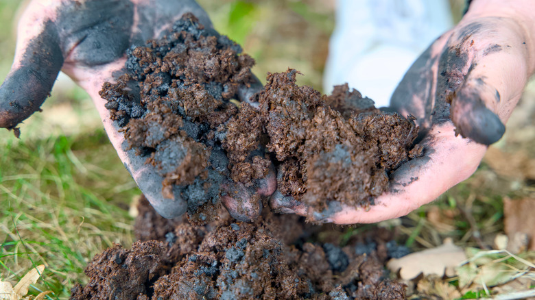 Person adding biochar to soil