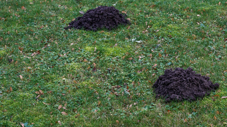 Yard holes backfilled with soil