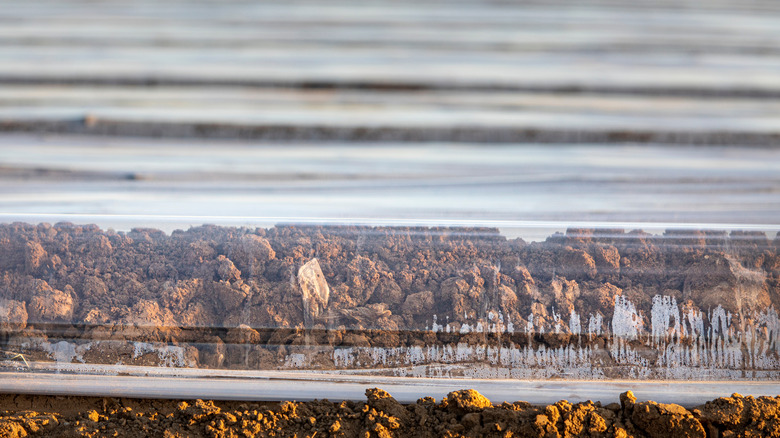 Clear plastic tarp covering soil to sterilize via solarization