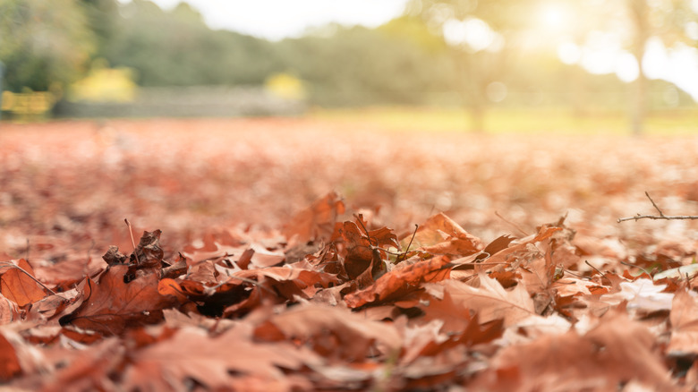 A close up of leaves in a yard
