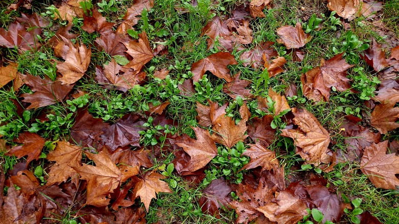 Wet leaves on on green grass