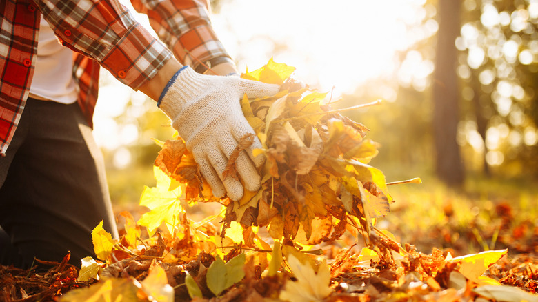 Gloved hands collecting leaves