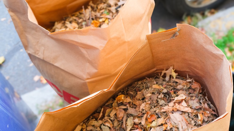 Paper yard waste bags containing leaves