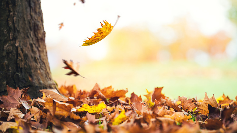Leaves airborne on a windy day